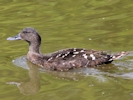 African Black Duck (WWT Slimbridge May 2013) - pic by Nigel Key